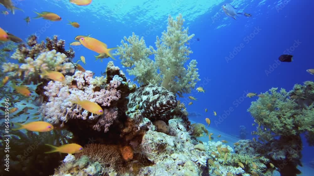 custom made wallpaper toronto digitalBlue Sea Red Corals Reef. Underwater sea fish. Tropical fish reef marine. Colourful underwater seascape. Reef coral scene. Coral garden seascape. Colourful tropical coral reefs.