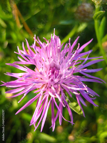 close up of a pink flower