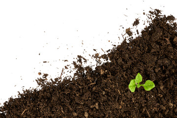young green plant growing from pile of soil in corner isolated on white or transparent png
