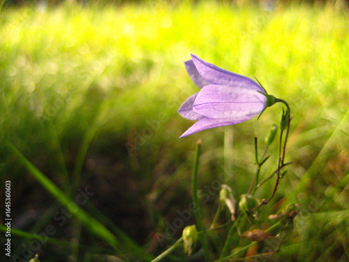 purple flower in the grass