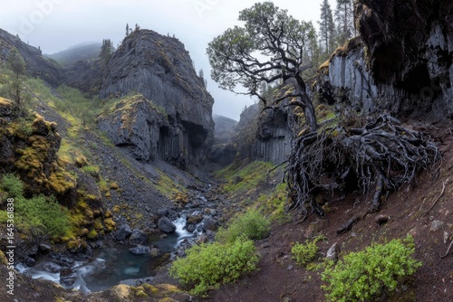 Mountain valley with a stream and ancient tree