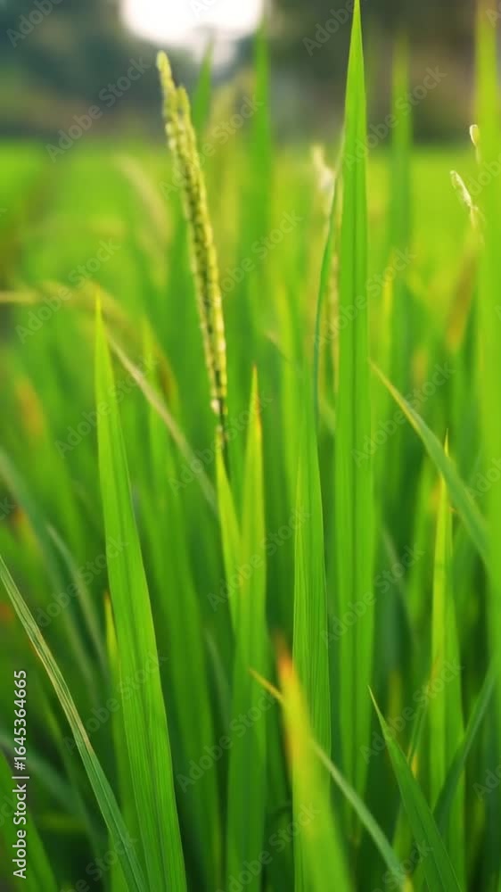 Closeup green rice plants Closeup green rice plants