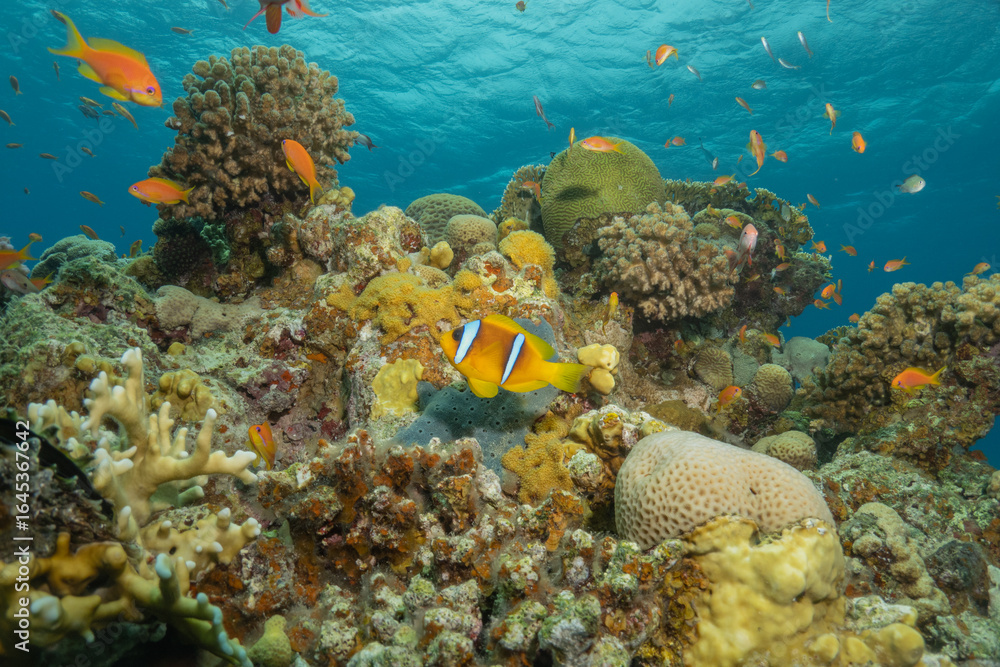 Obraz premium Clown-fish anemonefish in the Red Sea Colorful and beautiful, Eilat Israel 
