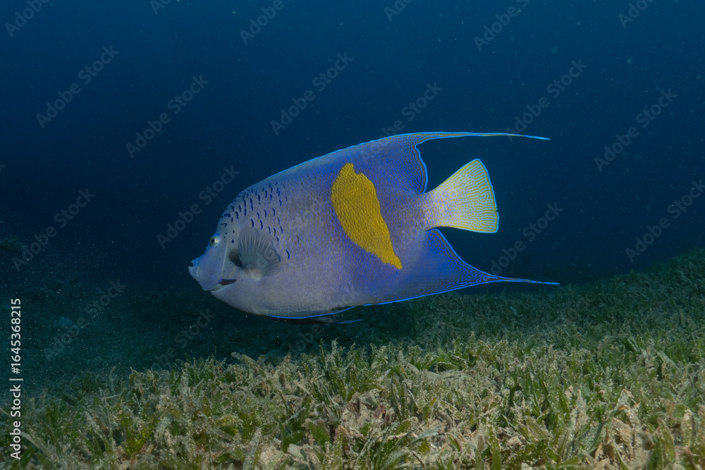Obraz premium Fish swimming in the Red Sea, colorful fish, Eilat, Israel 