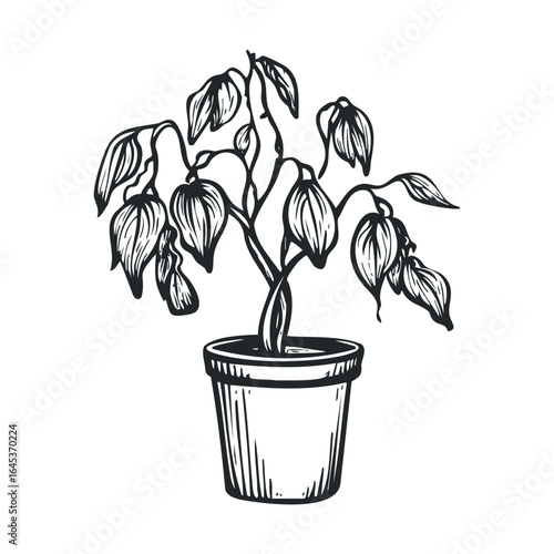 Dried indoor plant in a pot symbolizes neglect and carelessness
