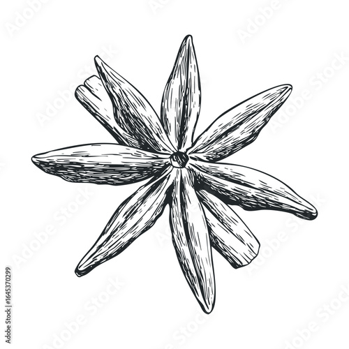 Star anise spice illustration with cinnamon stick for culinary use