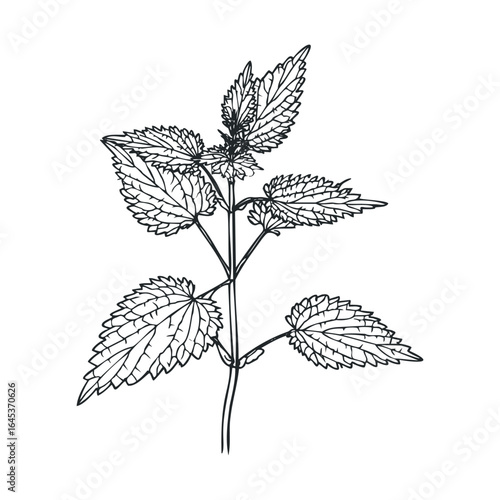 Botanical drawing of a nettle plant for art and design projects