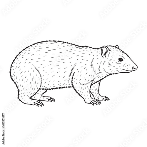 Minimal Solenodon Line Art – Solenodon Vector Illustration Smooth Drawing with Refined Shape – Solenodon Drawing – Line Art Drawing of Solenodon – Solenodon Icon

