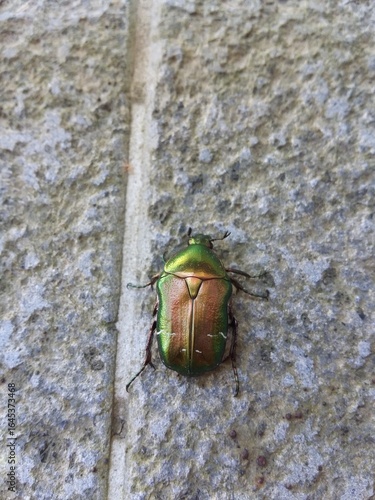 Quadro su tela maggiolino