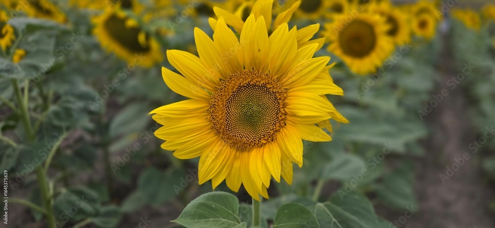 Fototapeta premium sunflower in the garden