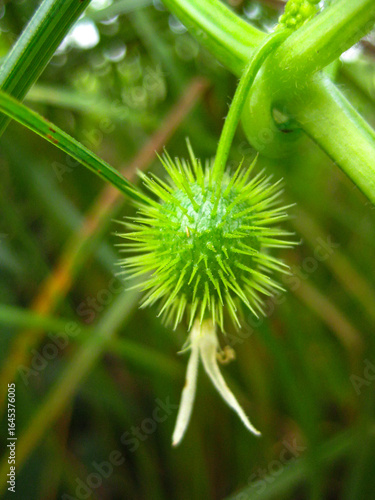 close up of a dandelion