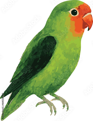 Vector adorable watercolor illustration of a black-winged lovebird