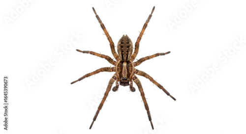 A brown spider with eight legs isolated on transparent background