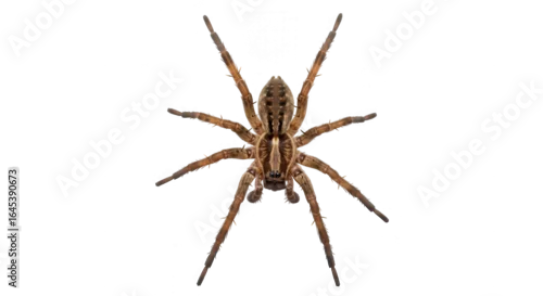 Fototapeta samoprzylepna A brown spider with eight legs isolated on transparent background