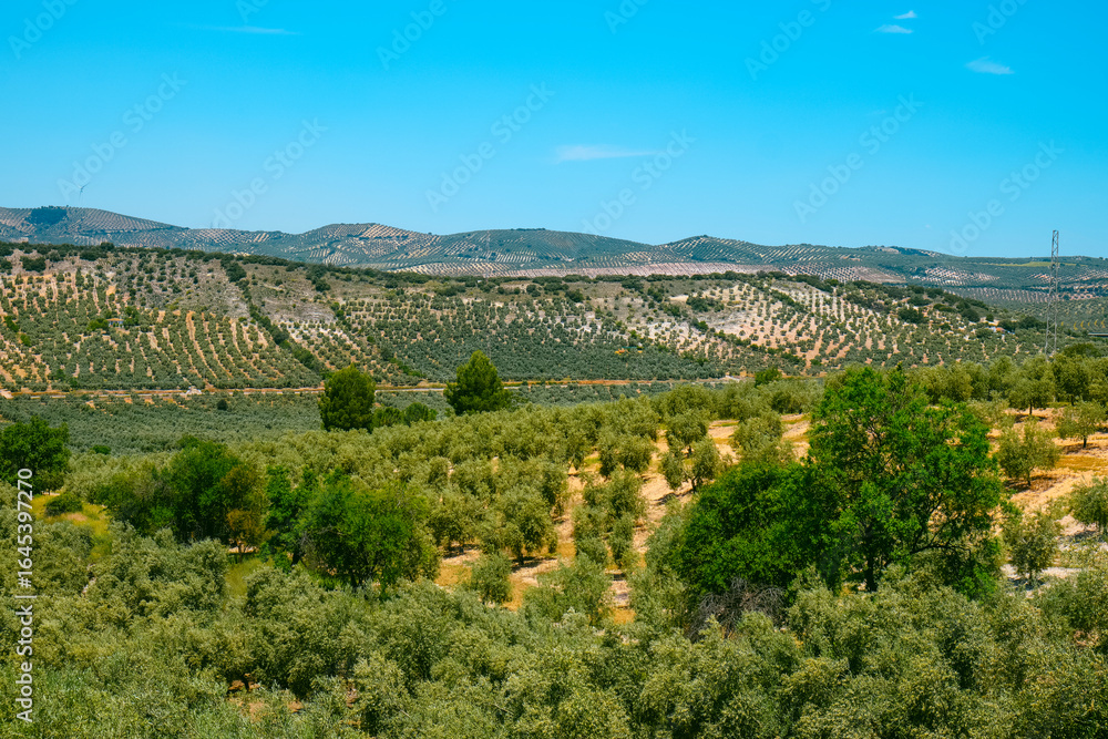 Naklejka premium olive groves aligned across rolling hills in Spain