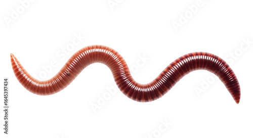 A segmented earthworm wriggles on a transparent background