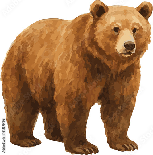 Vector watercolor realistic illustration of a brown bear