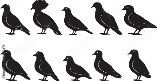 Different types of pigeons 