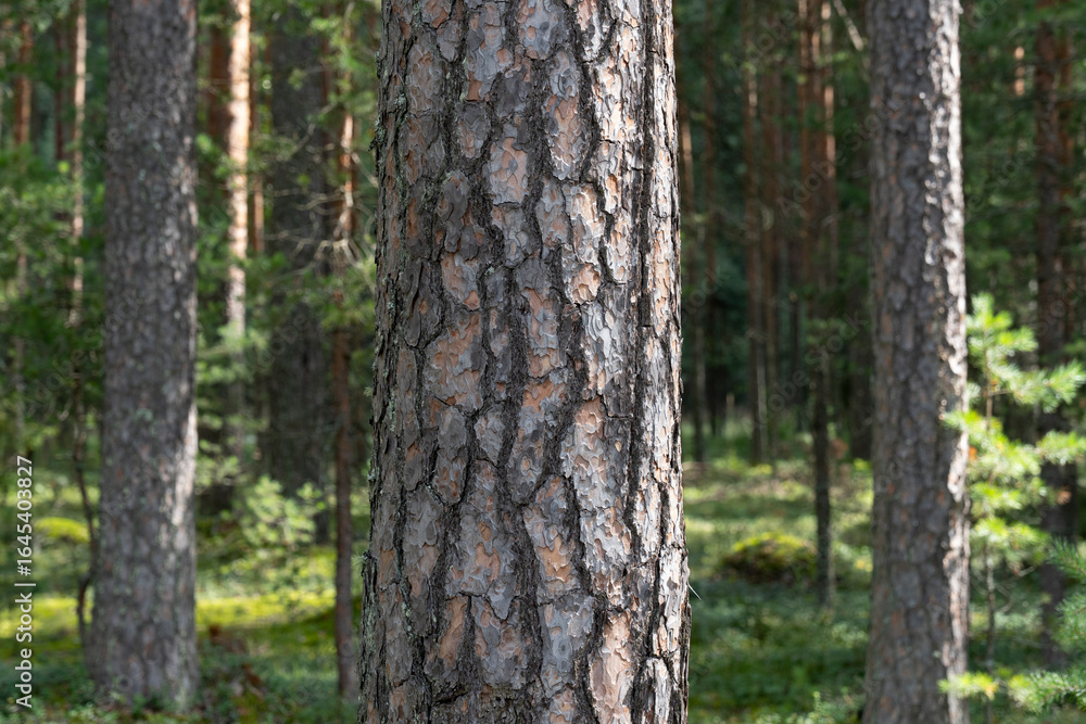 Woodland, Pine tree trunks in forest. Woodland, Pine tree trunks in forest.