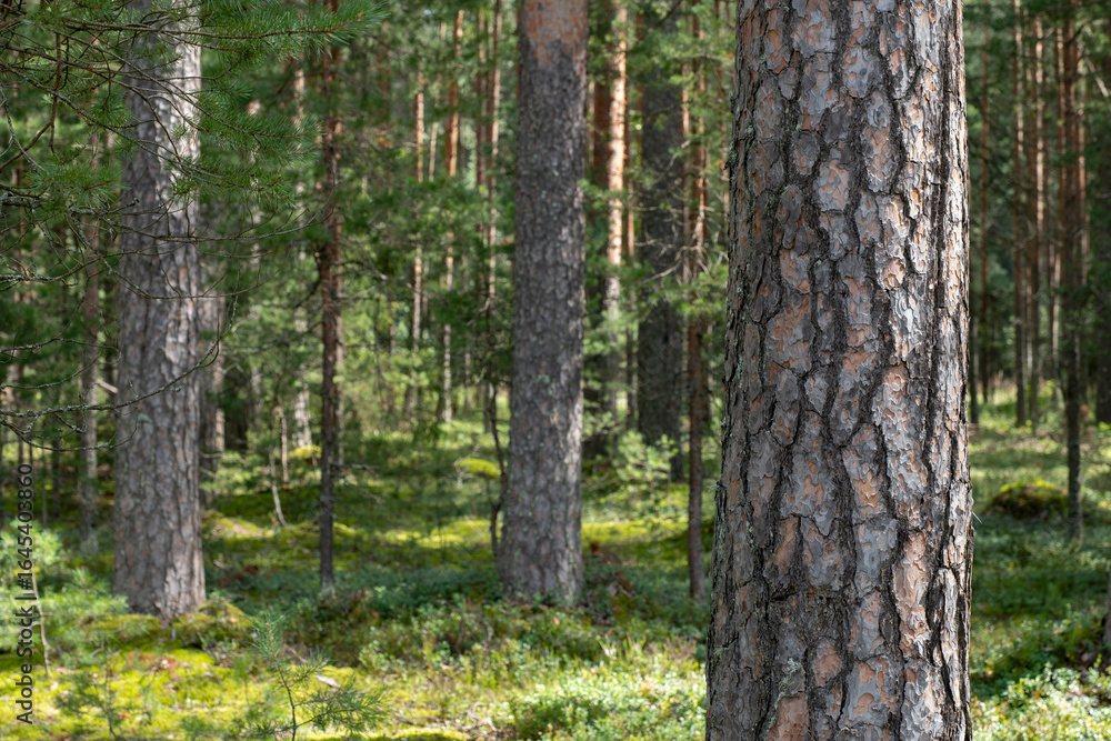 Woodland, Pine tree trunks in forest. Woodland, Pine tree trunks in forest.