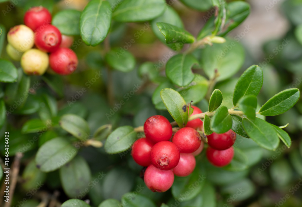 Obraz premium Red ripe lingonberry (cowberry) with leaves in the forest. Nature background.