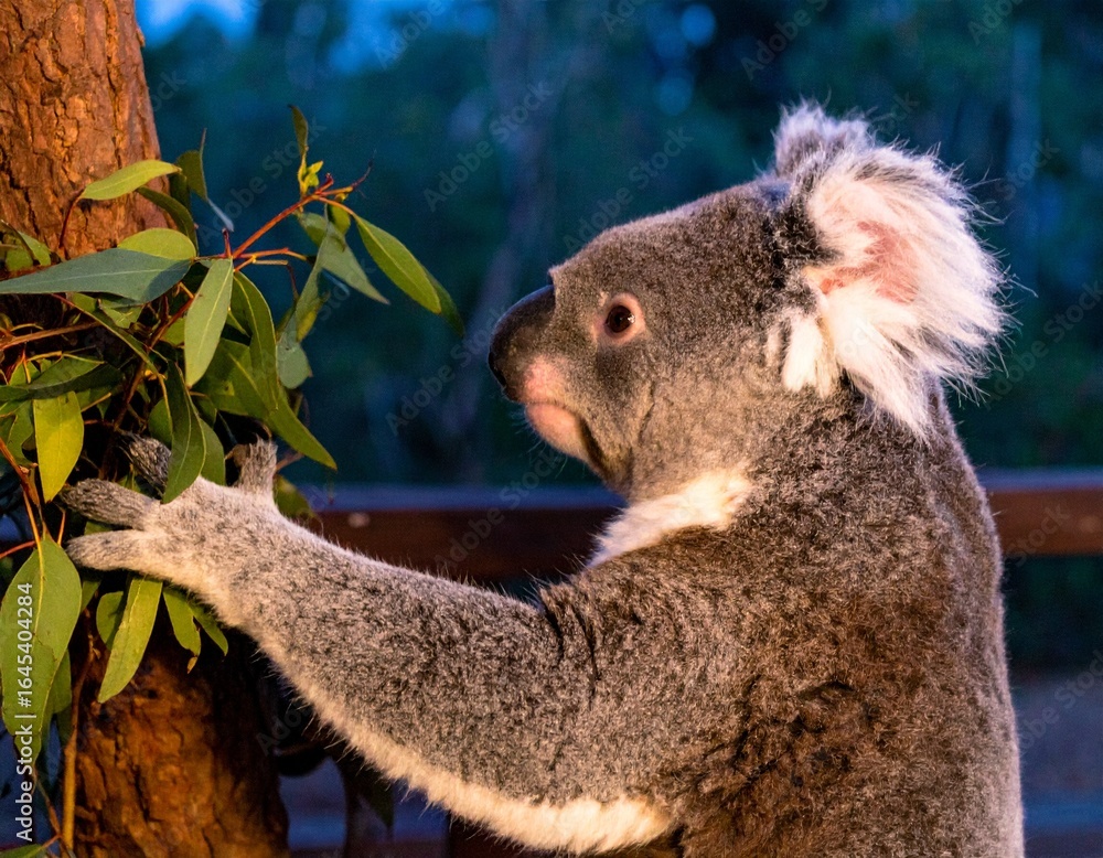 Obraz premium Squirrel holding acorn on mossy branch, autumn forest in soft focus, fur and whisker