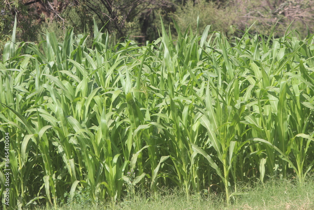 Obraz premium green corn field