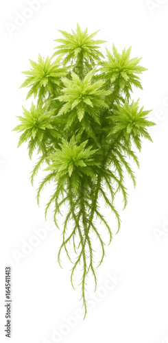 Sphagnum fallax with light green, star-shaped clusters and fine, thread-like stems