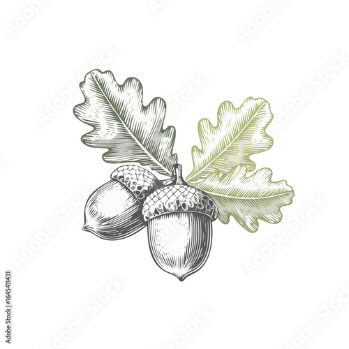 Vintage engraving vector style illustration of acorns and oak leaves