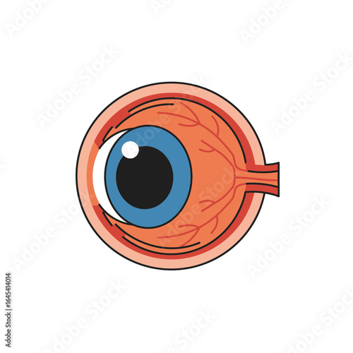 Anatomy of Vision: A detailed illustration showcases the intricate anatomy of the eye, highlighting its complex structures and the wonders of human sight.