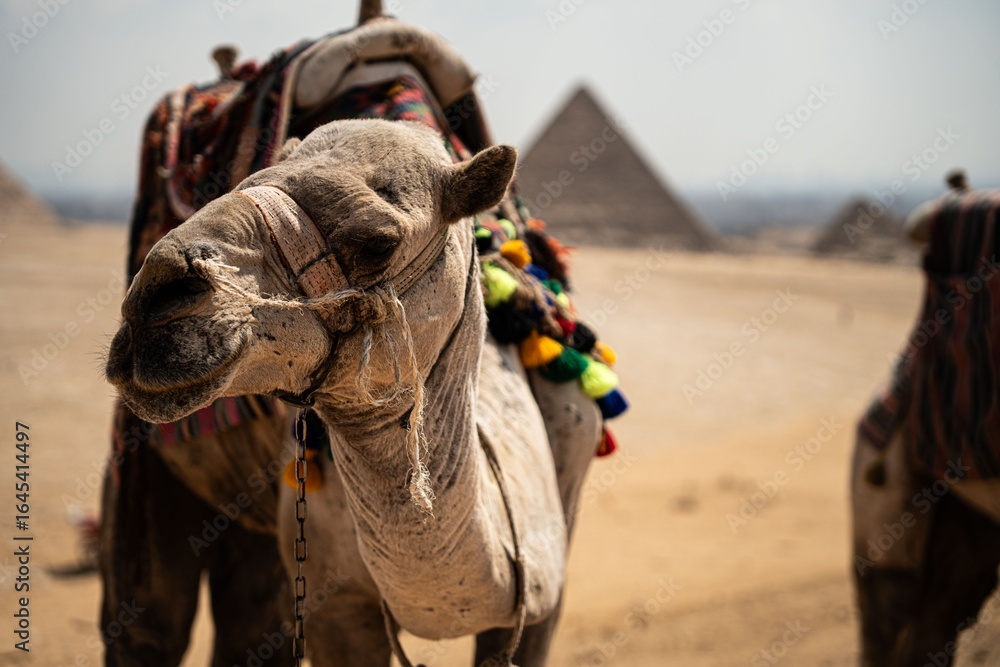 Naklejka premium Decorated camel at the Giza pyramids
