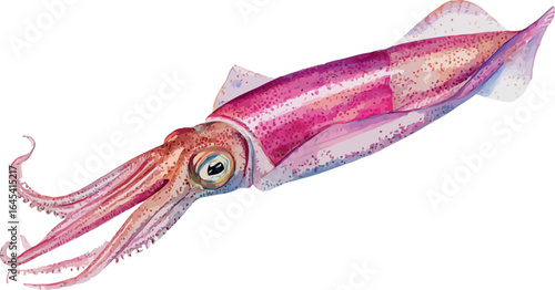 Elegant watercolor painting of a long pink squid with delicate marine details - vector illustration