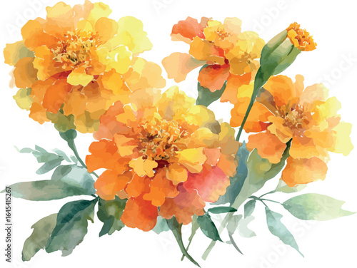 Beautiful watercolor illustration of vibrant marigolds in full blooming glory - vector illustration