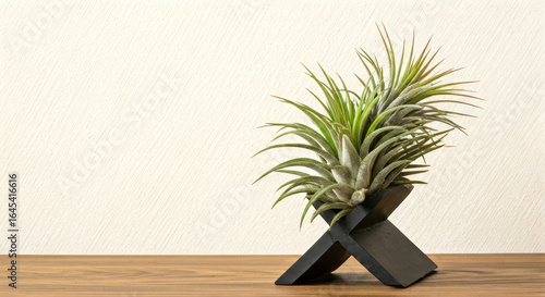 Green Air Plant in Dark Wood Stand on Wooden Table