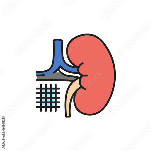 Kidney Anatomy Diagram: A detailed, colorful illustration showcasing the intricate structure of a human kidney, emphasizing the complex network that filters and processes the body's waste.
