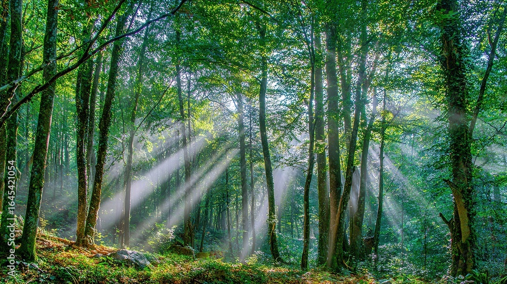 Obraz premium Rays of Sunlight in a Green Forest – Tall Trees, Sunbeams Filtering Through Leaves, Enchanting Serene Landscape with Lush Foliage, Captured in High Resolution