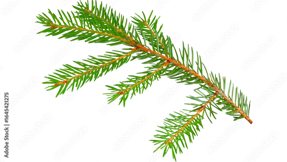 Naklejka premium plants transparent background