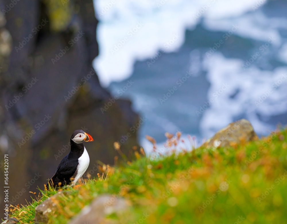 Obraz premium Puffin standing on rocky cliff edge, bright orange beak and feet glowing under sunli 
