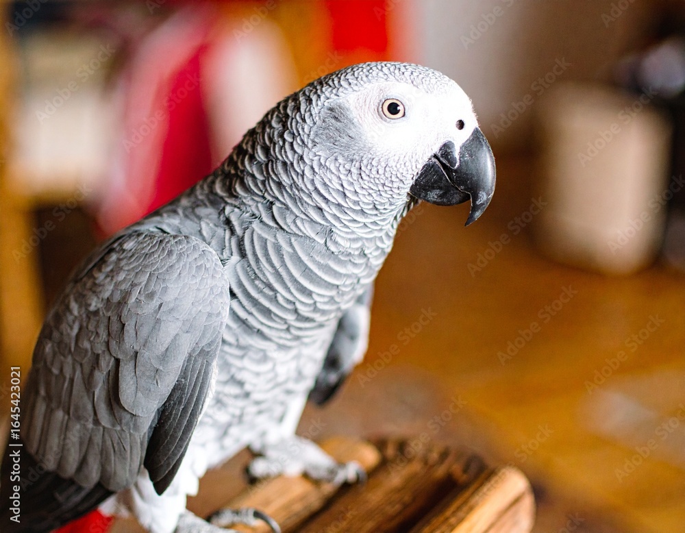 Obraz premium African grey parrot perched indoors on wooden stand, feathers detailed in natural