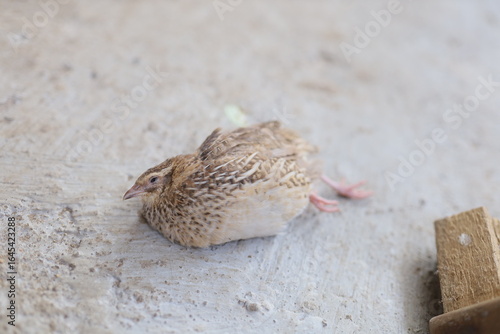 Sick quail lying on the ground, showing signs of weakness and fatigue. Close-up image capturing the detailed brown and white feather patterns of the bird.
