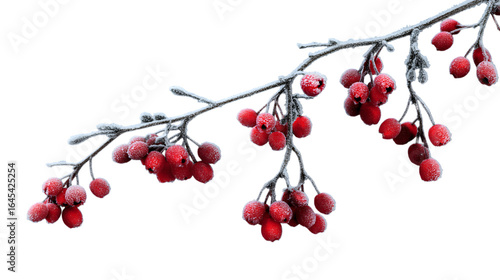  branch with vibrant red berries coated in dusting of frost  isolated on white background
