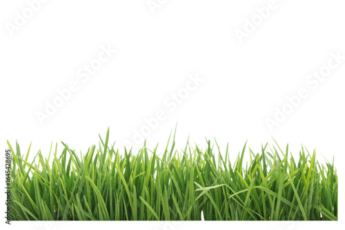 Vibrant Green Grass Border with White Background for Your Design Needs