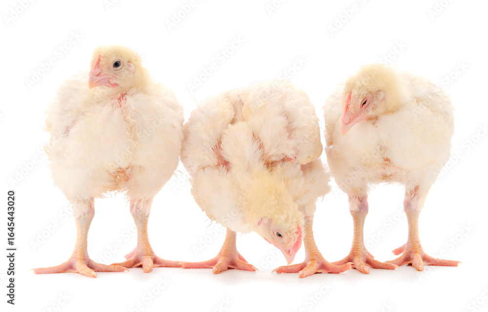 custom made wallpaper toronto digitalThree chicken or young broiler chickens.