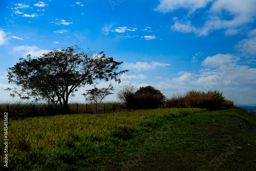 paisagem arvores e ceu
