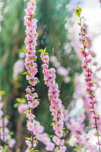 Beautiful Pink Flowers of Prunus triloba, Blossom, pink flowers. Prunus triloba, sometimes called flowering plum or flowering almond, a name shared with Prunus jacquemontii