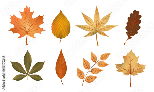 Collection of seasonal autumn colorful leaves set
