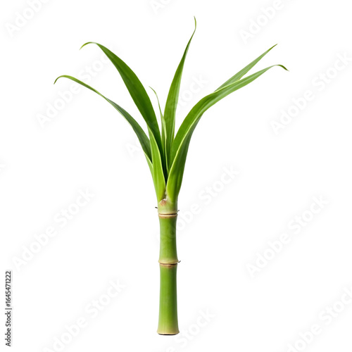 Wallpaper Mural Fresh sugarcane stem with leaves isolated on white and transparent background Torontodigital.ca