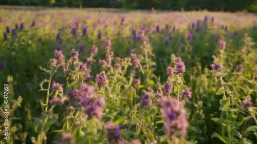 lavender field provence france
