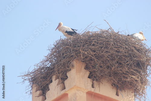 White stork nest on top of a mosque