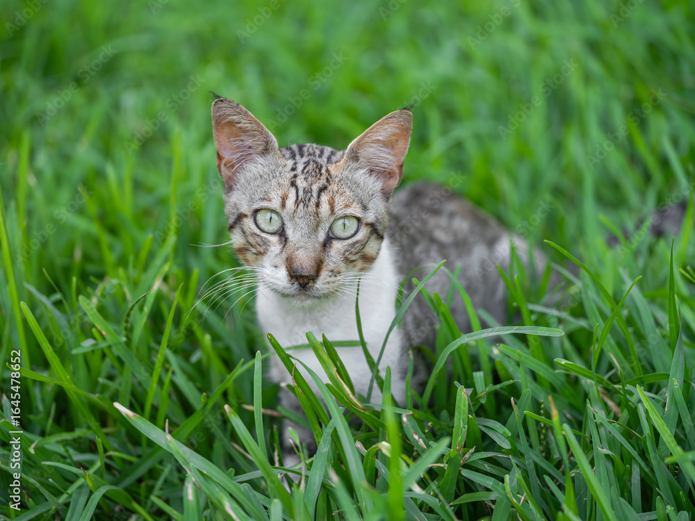 Naklejka premium a tabby cat resting on the grass